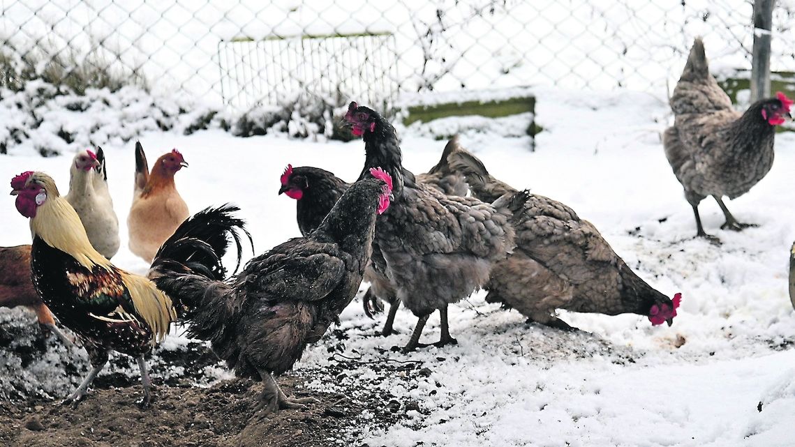 V Česku je druhé ohnisko ptačí chřipky, objevila se na Pardubicku